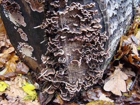 oak-crust
